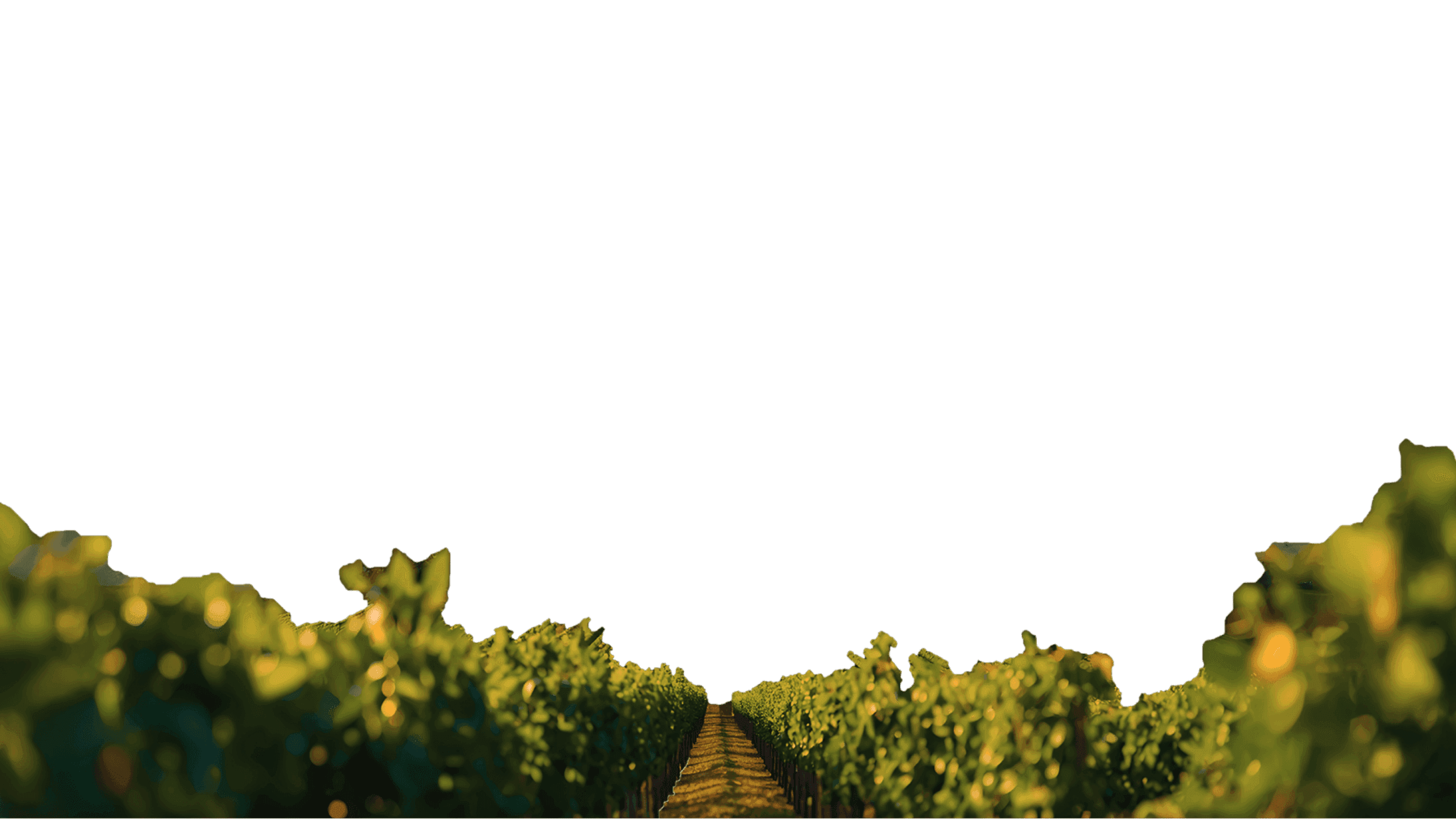 Rangées de vignes ensoleillées au premier plan.
